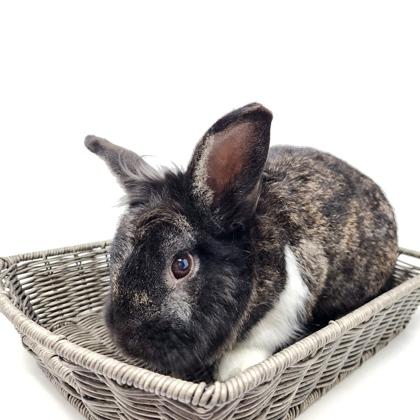 Mr. Snickers, Adoptable, Adult Male Bunny Rabbit & American.