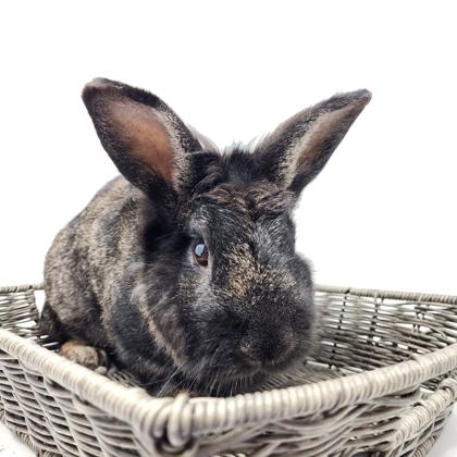 Enlarge Mr. Snickers, a Adoptable mixed breed in Largo, FL image 2/3