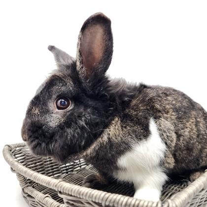 Enlarge Mr. Snickers, a Adoptable mixed breed in Largo, FL image 3/3
