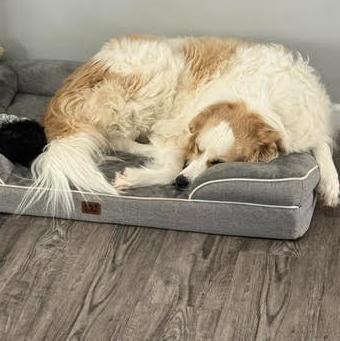 Daisy Jo, Adoptable, Adult Female Great Pyrenees & Golden Retriever.