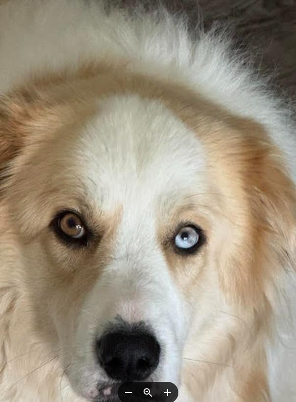Enlarge Daisy Jo, a Adoptable mixed breed in Croydon, NH image 2/3