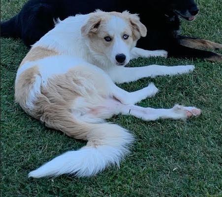 Enlarge Daisy Jo, a Adoptable mixed breed in Croydon, NH image 3/3