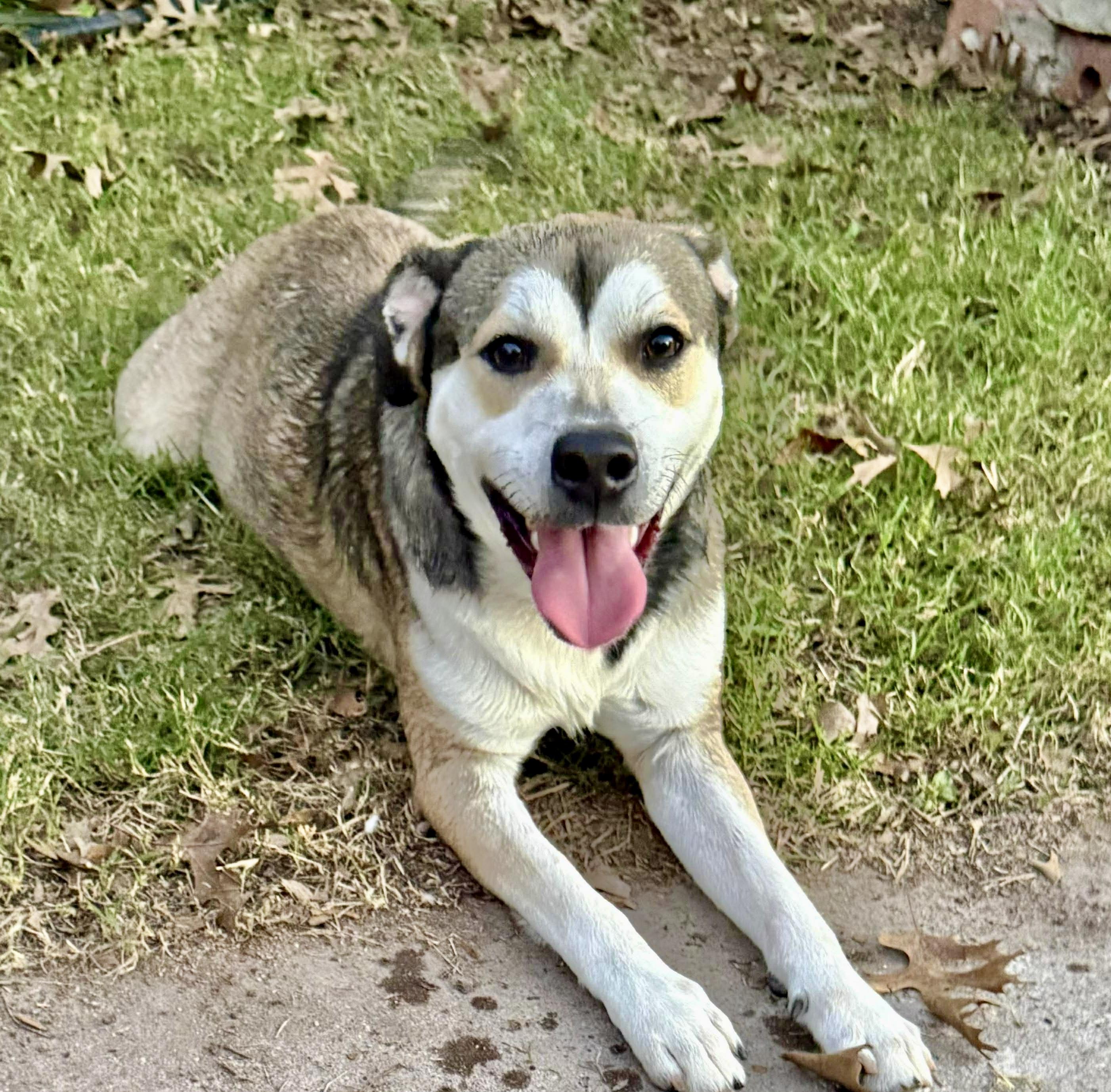 Enlarge Dan, a Adoptable mixed breed in Poughkeepsie, NY image 1/6