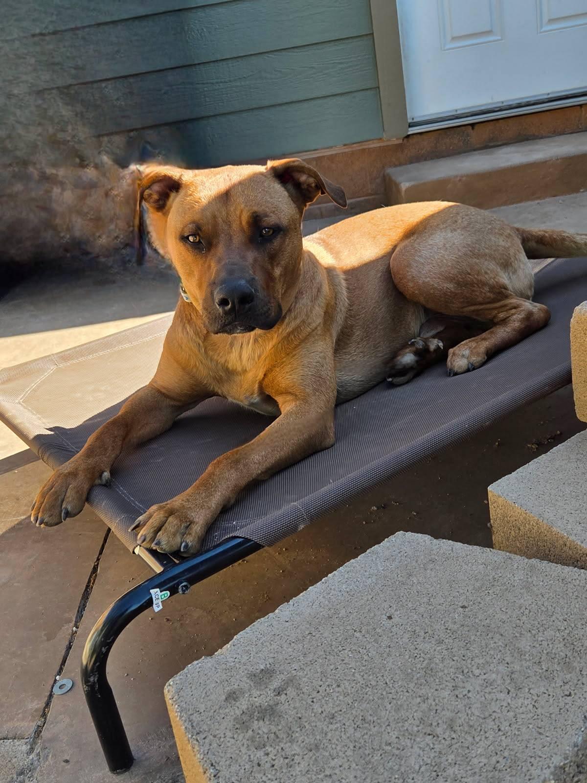 Milo, Adult Male Black Mouth Cur