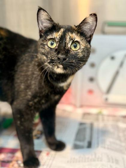 Enlarge Marissa, a Adoptable mixed breed in Daytona Beach, FL image 1/1