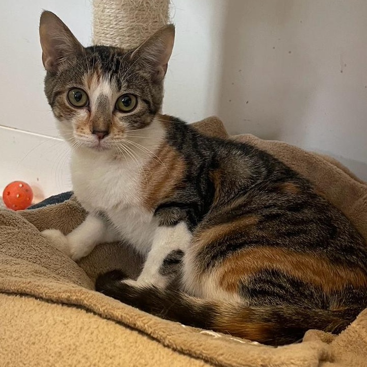 Enlarge Namaste, a Adoptable Domestic Short Hair in Indiana, PA image 1/4