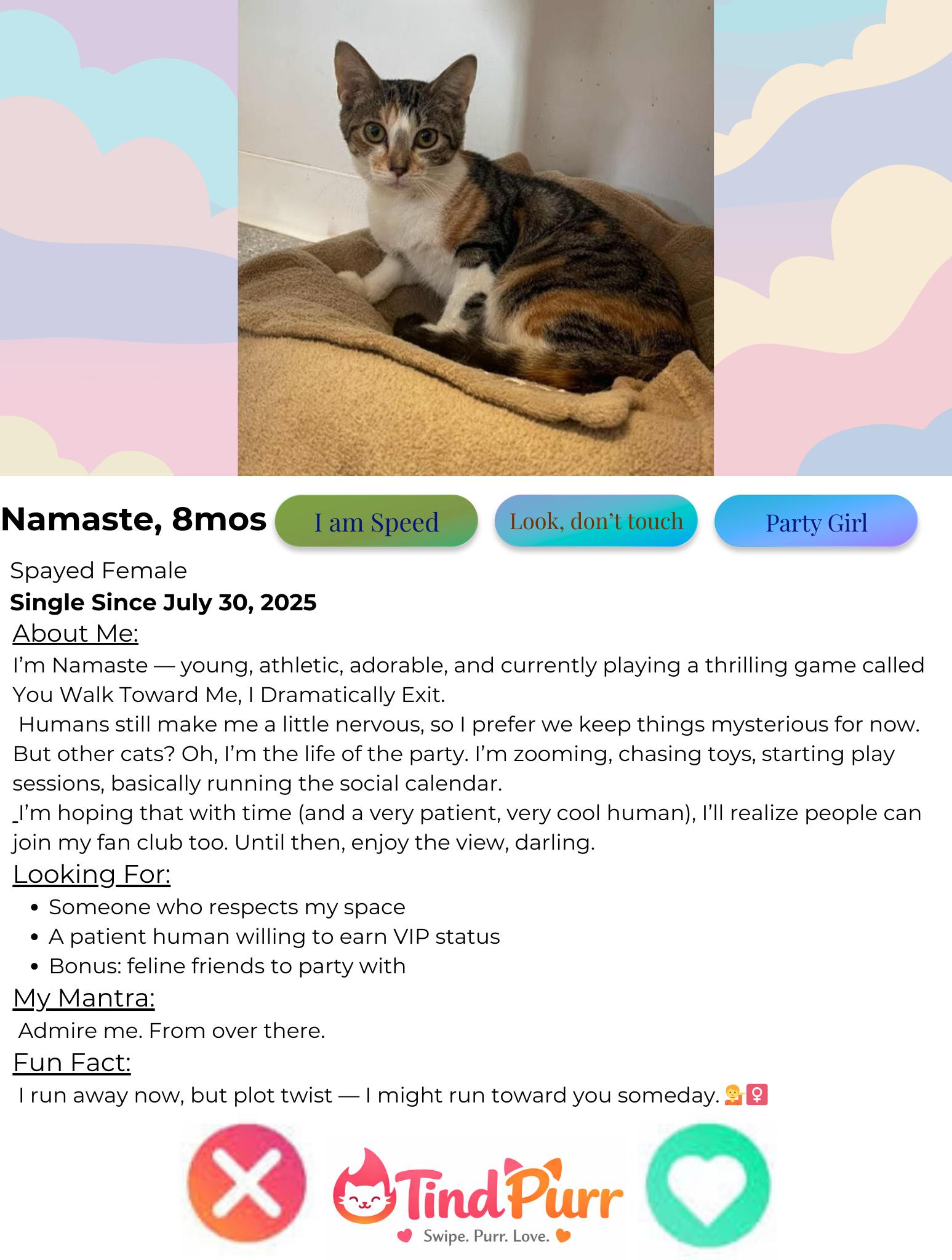 Enlarge Namaste, a Adoptable Domestic Short Hair in Indiana, PA image 2/4