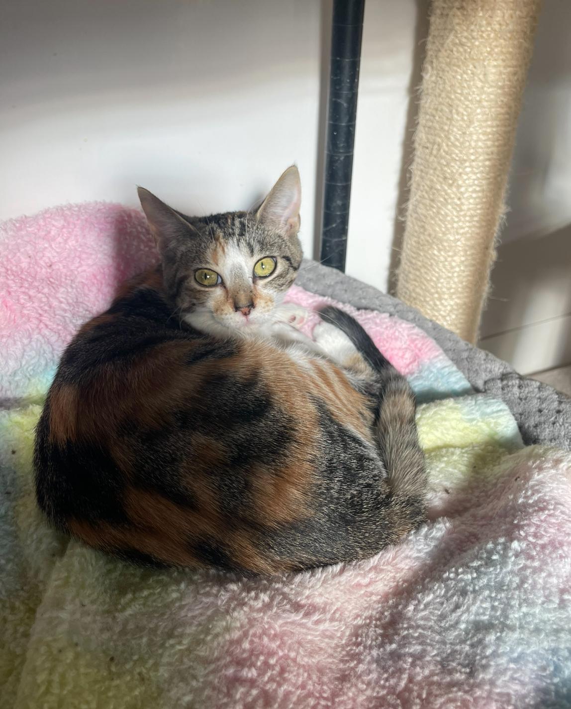 Enlarge Namaste, a Adoptable Domestic Short Hair in Indiana, PA image 3/4