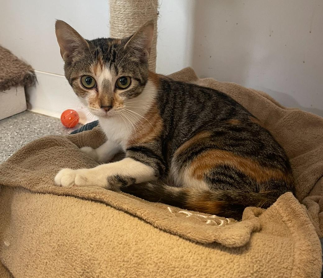 Enlarge Namaste, a Adoptable Domestic Short Hair in Indiana, PA image 4/4