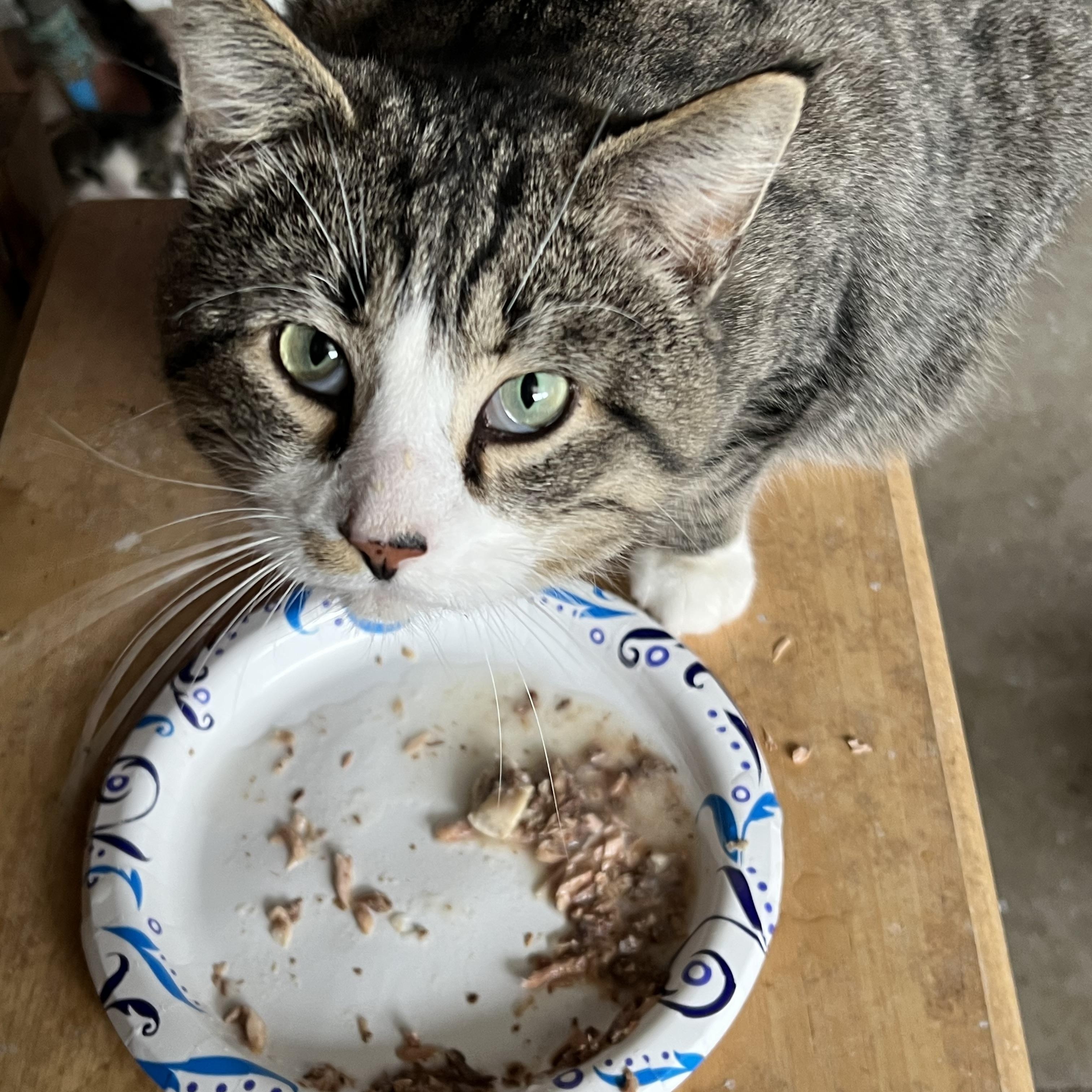 Tiger, a Adoptable mixed breed image 1/3