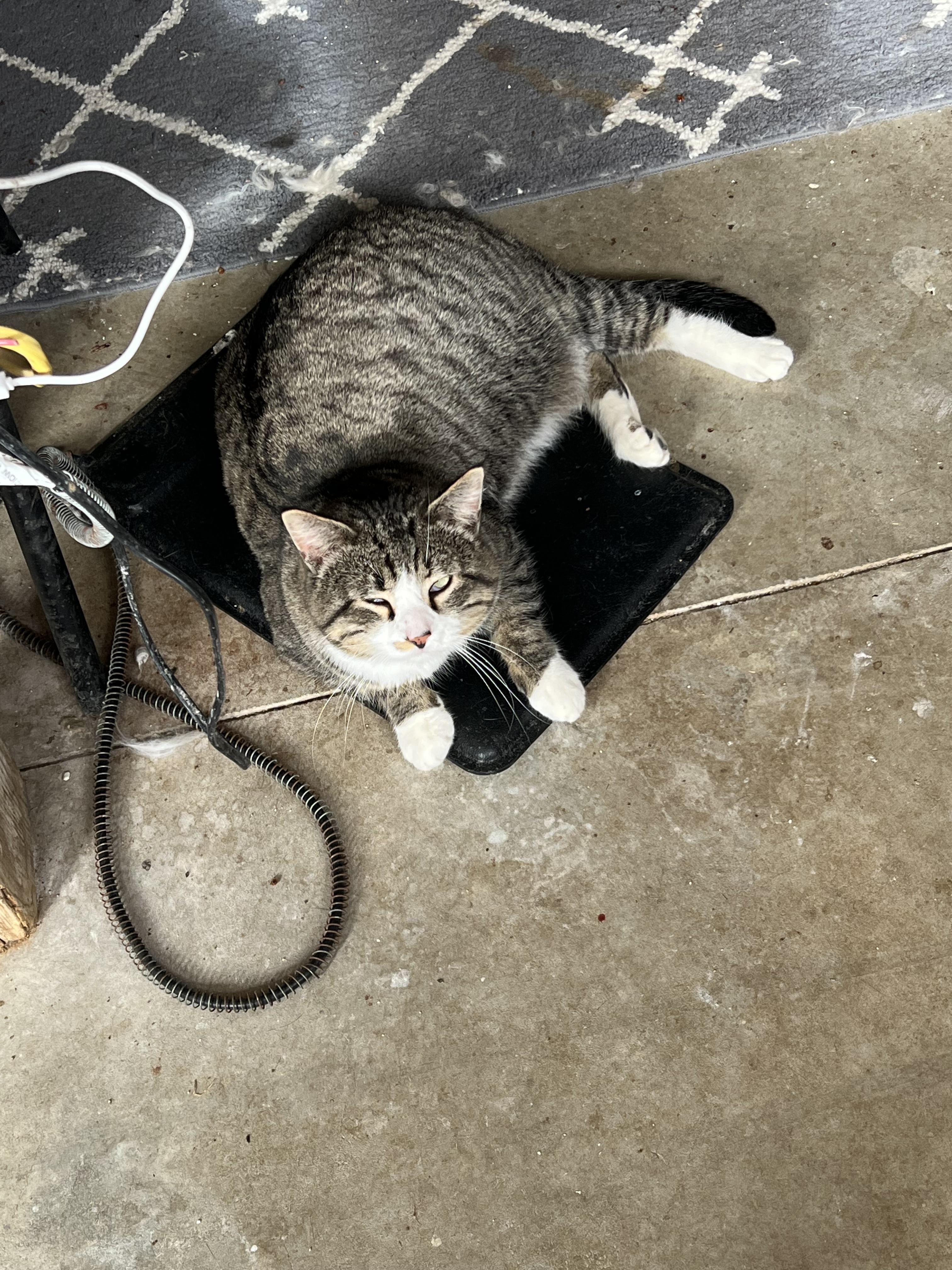 Tiger, a Adoptable mixed breed image 2/3