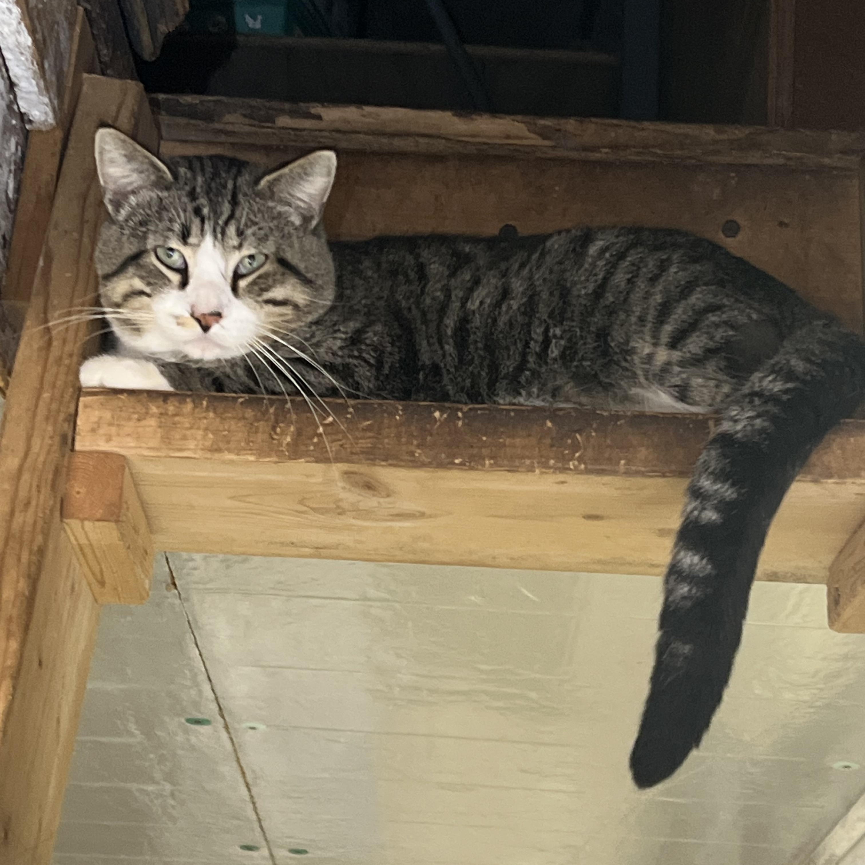 Tiger, a Adoptable mixed breed image 3/3