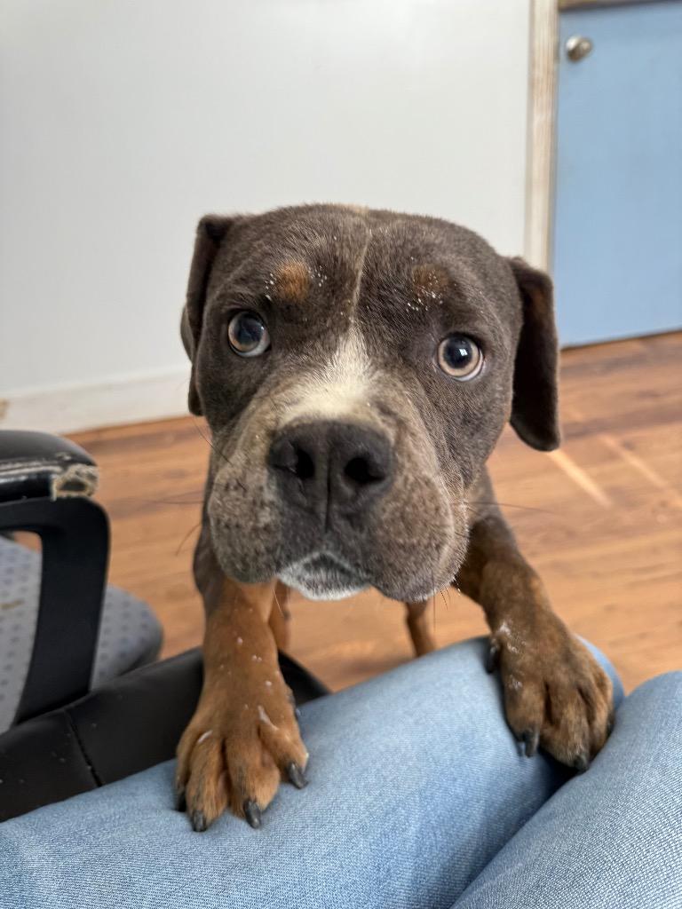 Enlarge Bohdi, a Adoptable mixed breed in Fayetteville, TN image 1/3