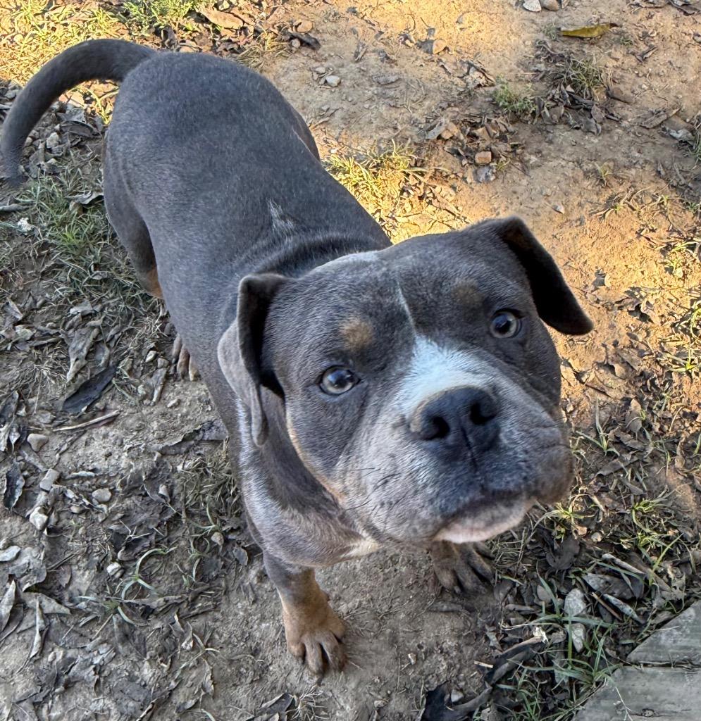 Enlarge Bohdi, a Adoptable mixed breed in Fayetteville, TN image 2/3