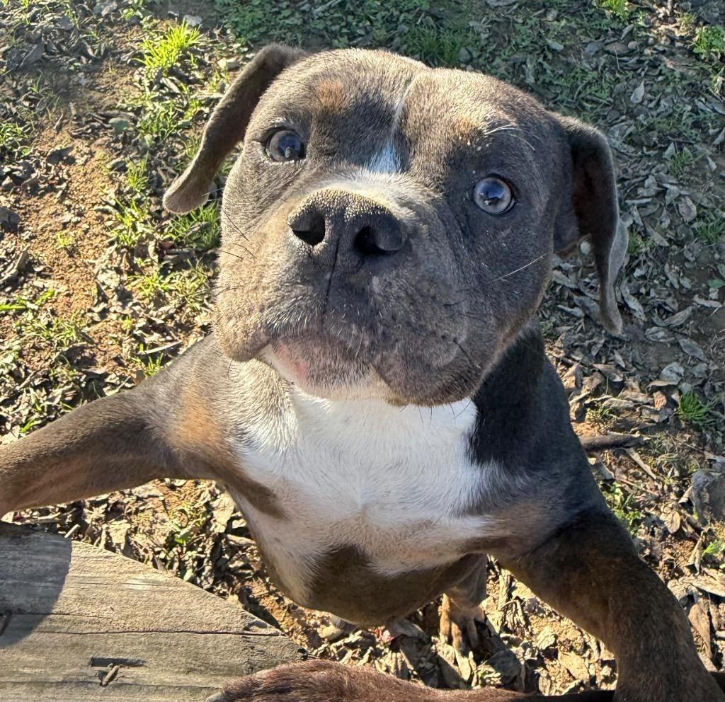 Enlarge Bohdi, a Adoptable mixed breed in Fayetteville, TN image 3/3