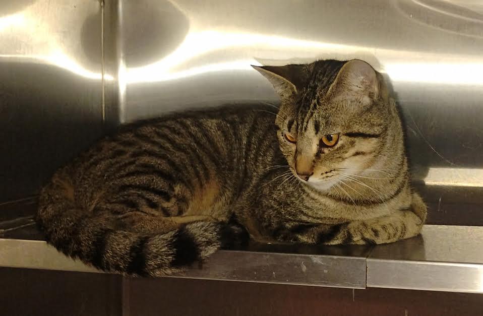 Nemo, Adult Male Tabby