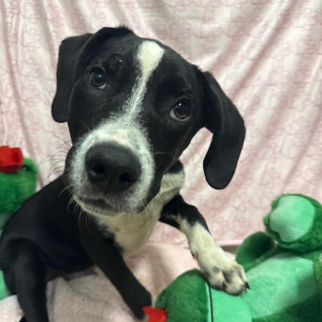 Enlarge Ham, a Adoptable mixed breed in Deerfield, IL image 1/2