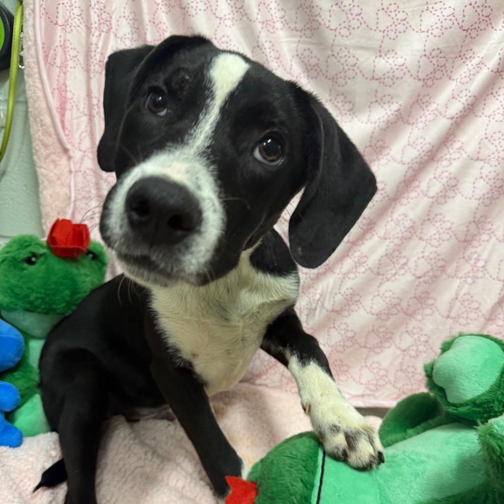 Enlarge Ham, a Adoptable mixed breed in Deerfield, IL image 2/2