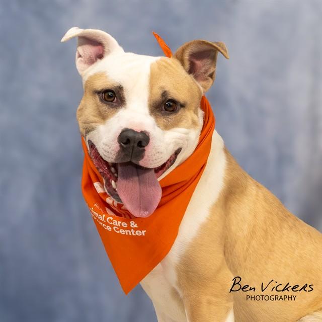Enlarge BANJO, a Adoptable mixed breed in Albuquerque, NM image 1/1