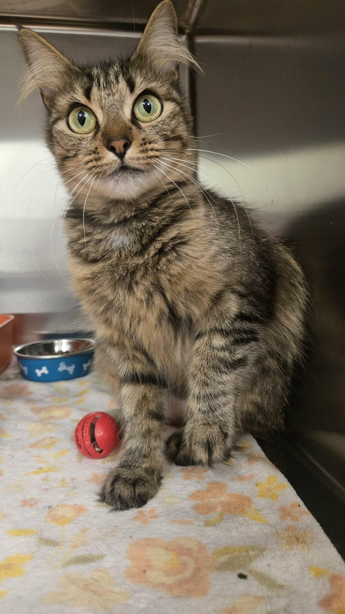 Dorothy, a Adoptable Domestic Medium Hair in Martinsville, IN image 2/3