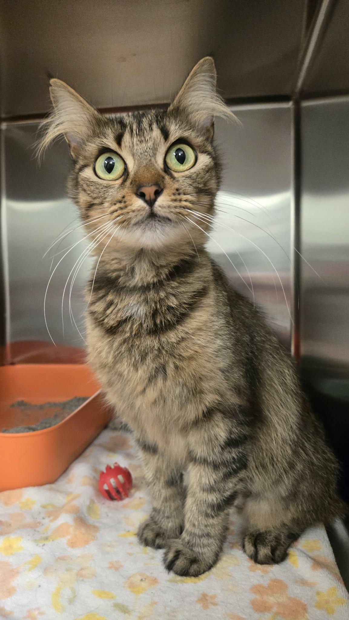 Dorothy, a Adoptable Domestic Medium Hair in Martinsville, IN image 3/3