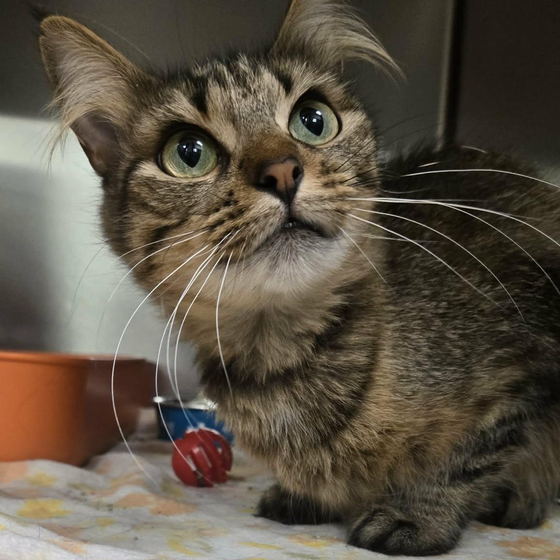 Dorothy, Adoptable, Adult Female Domestic Medium Hair.