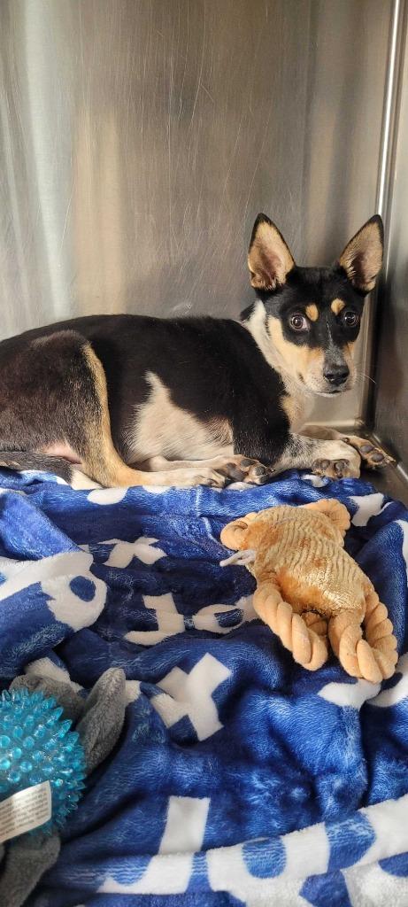 Enlarge Cousin It, a Adoptable mixed breed in Chillicothe, OH image 1/1