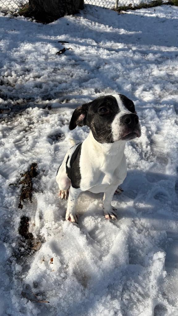 Mickey, Adoptable, Young Male Hound & Terrier.