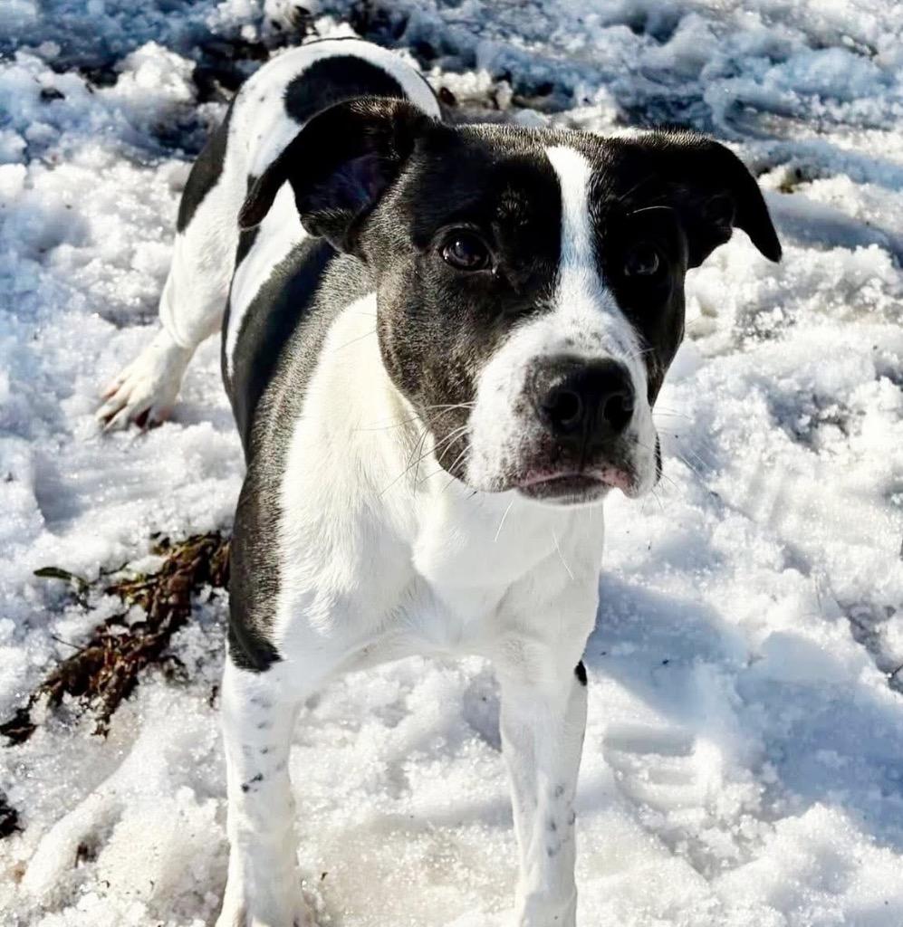 Enlarge Mickey, a Adoptable mixed breed in Little Rock, AR image 2/5