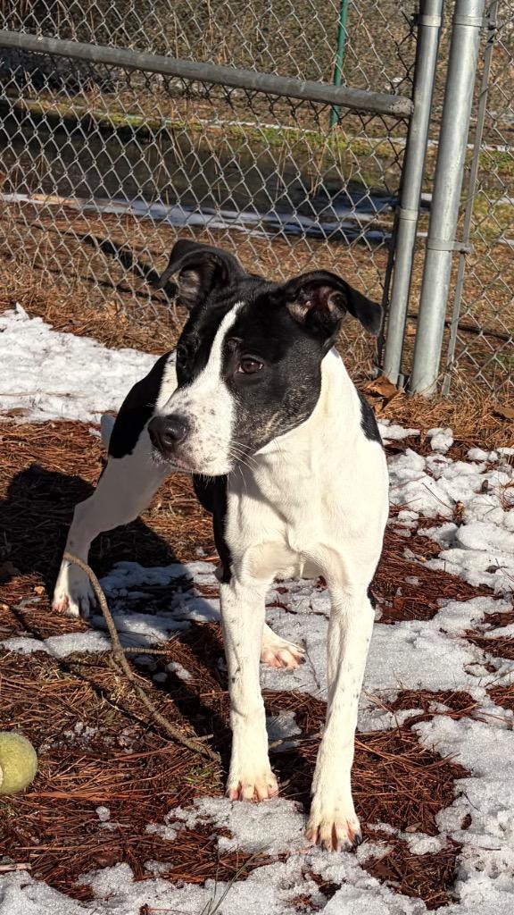 Enlarge Mickey, a Adoptable mixed breed in Little Rock, AR image 3/5