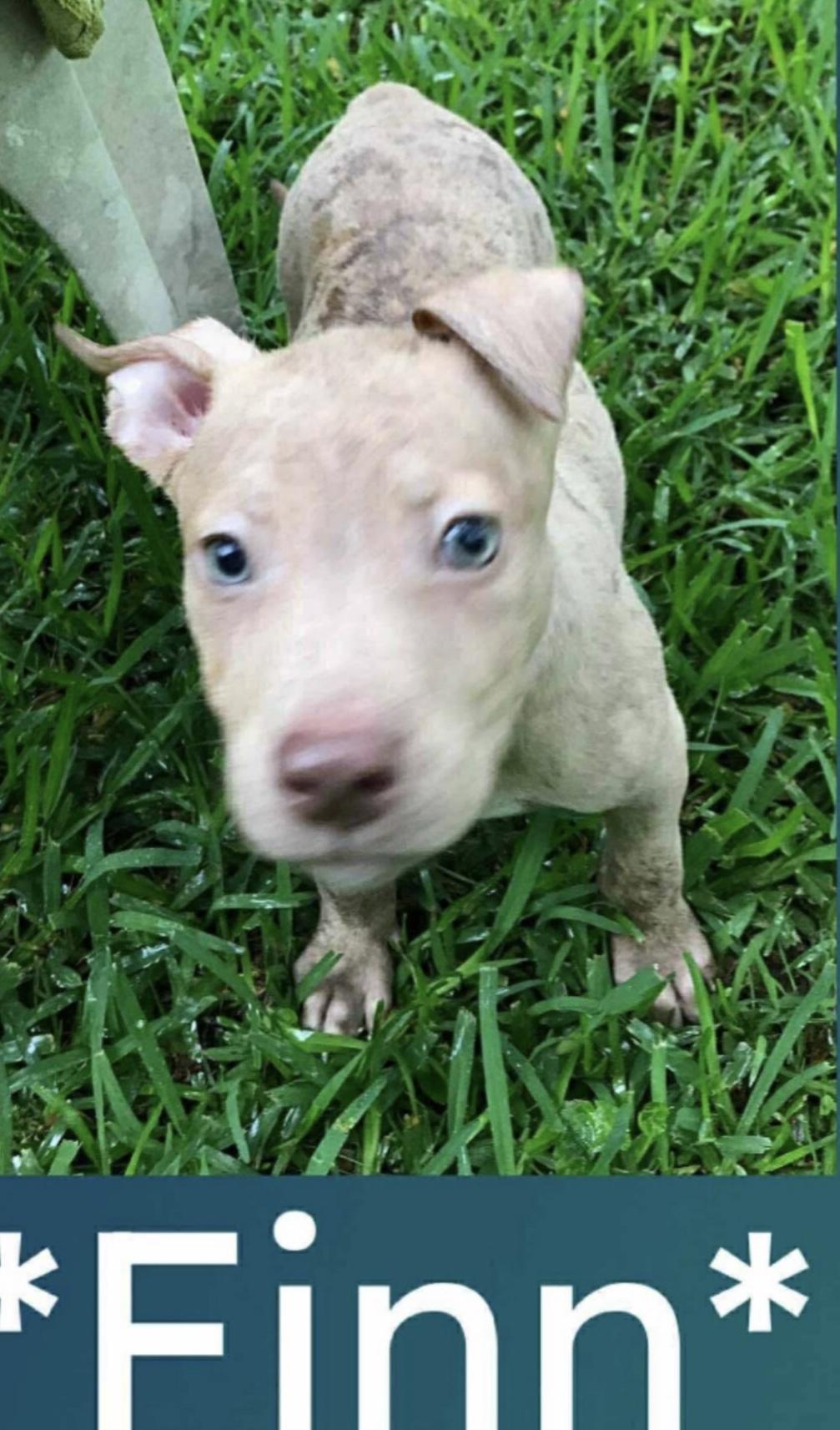 Finn, Baby Male Labrador Retriever
