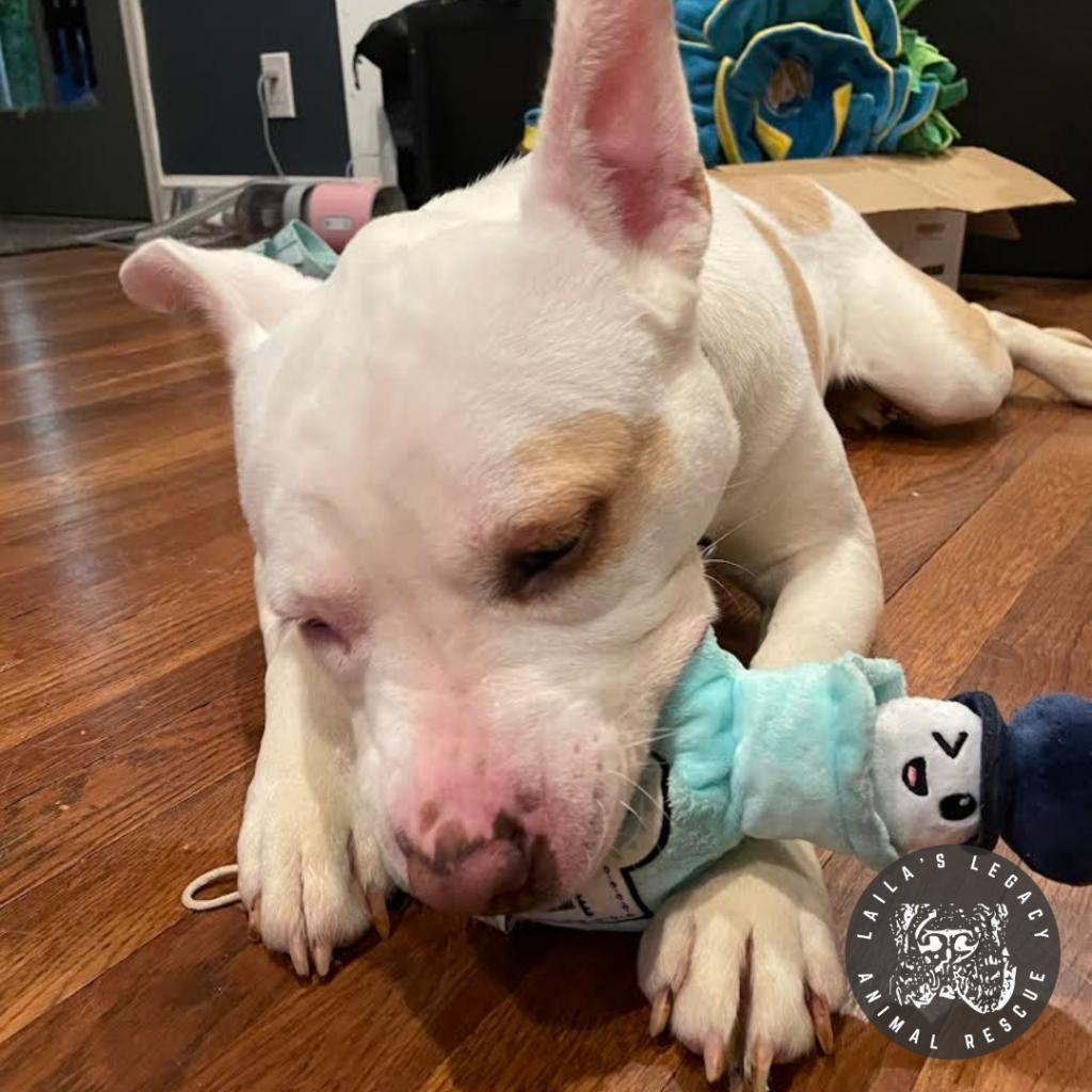 LB, Adoptable, Adult Female Mixed Breed & Terrier.