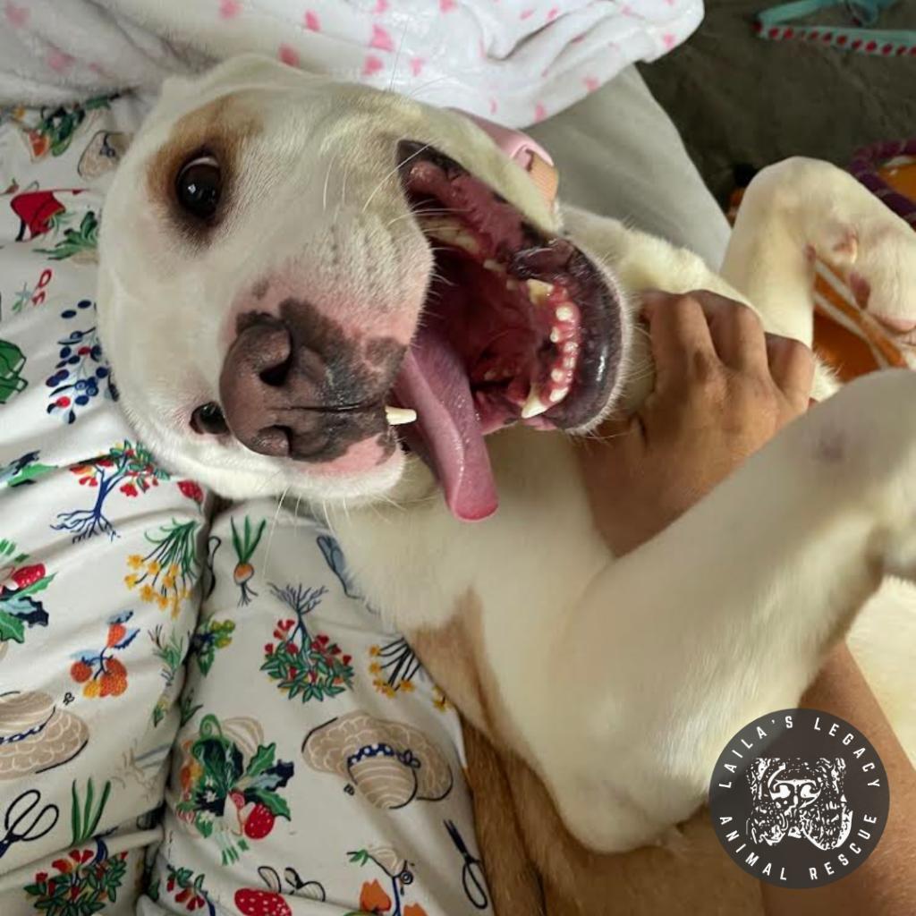 Enlarge LB, a Adoptable mixed breed in Washington, DC image 2/6