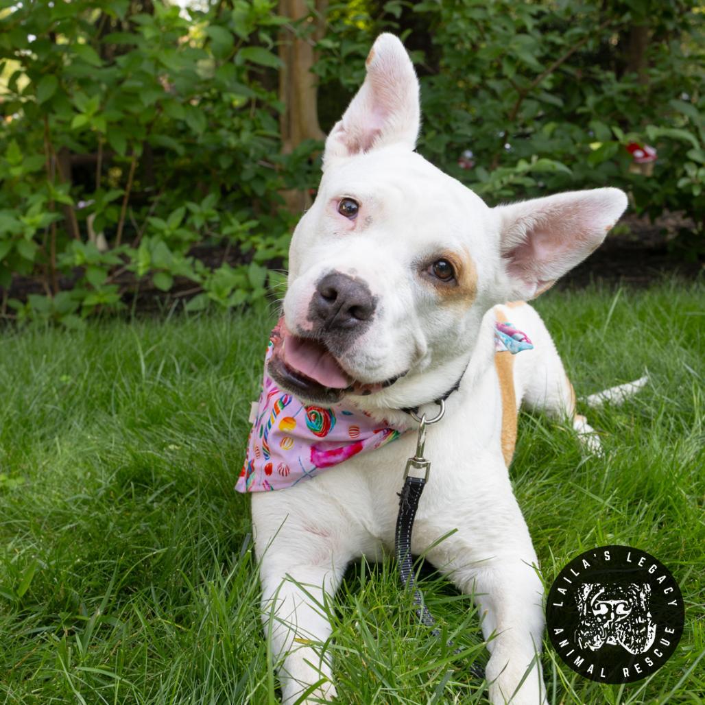 Enlarge LB, a Adoptable mixed breed in Washington, DC image 4/6