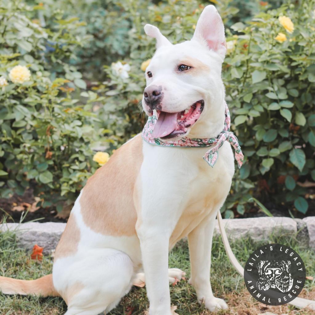 Enlarge LB, a Adoptable mixed breed in Washington, DC image 5/6