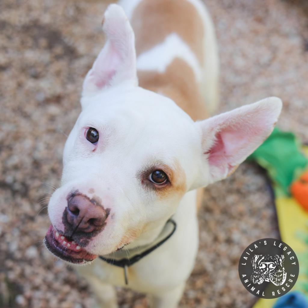 Enlarge LB, a Adoptable mixed breed in Washington, DC image 6/6
