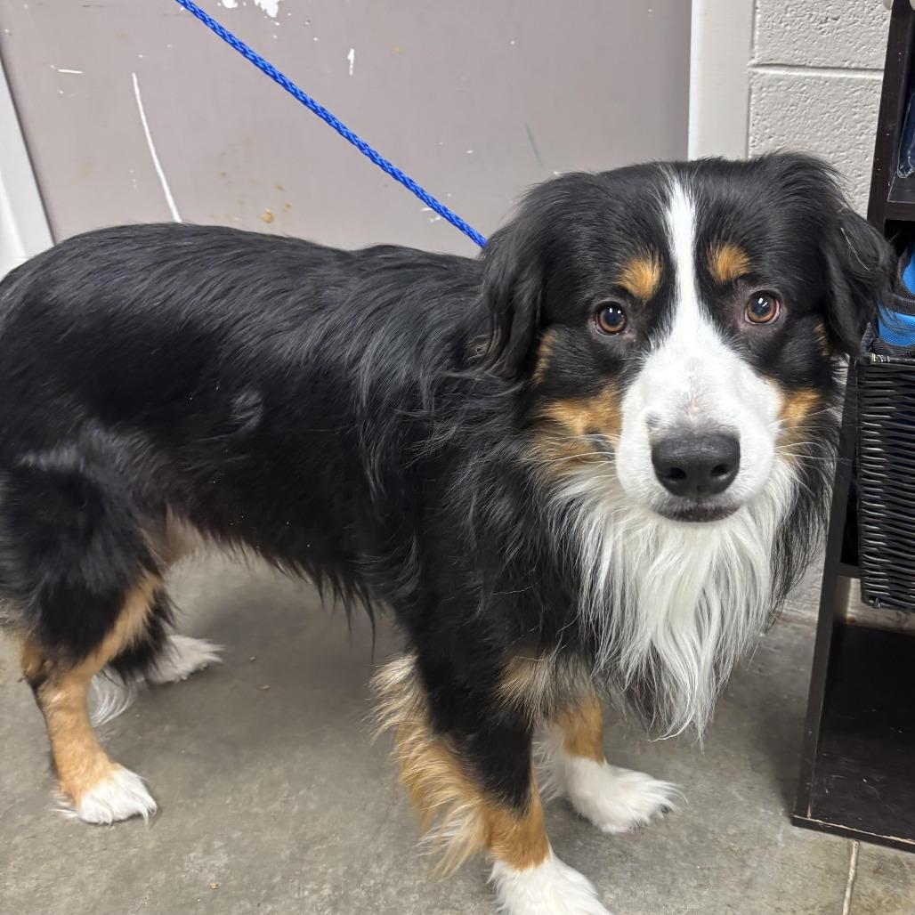 Duke, Adoptable, Adult Male Australian Shepherd.
