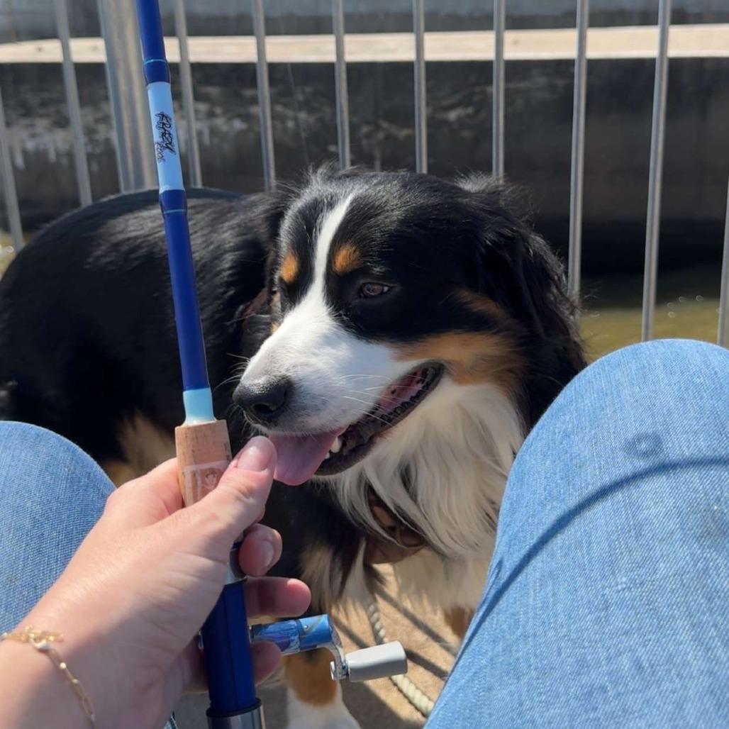 Enlarge Duke, a Adoptable Australian Shepherd in Manhattan, KS image 3/3