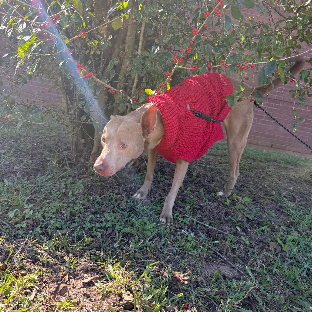 Dodgeball — thumbnail 3