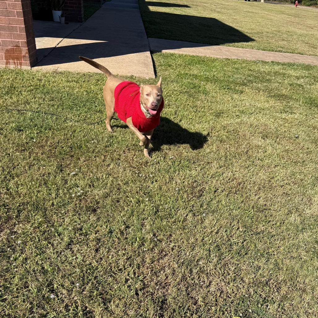 Dodgeball — thumbnail 5