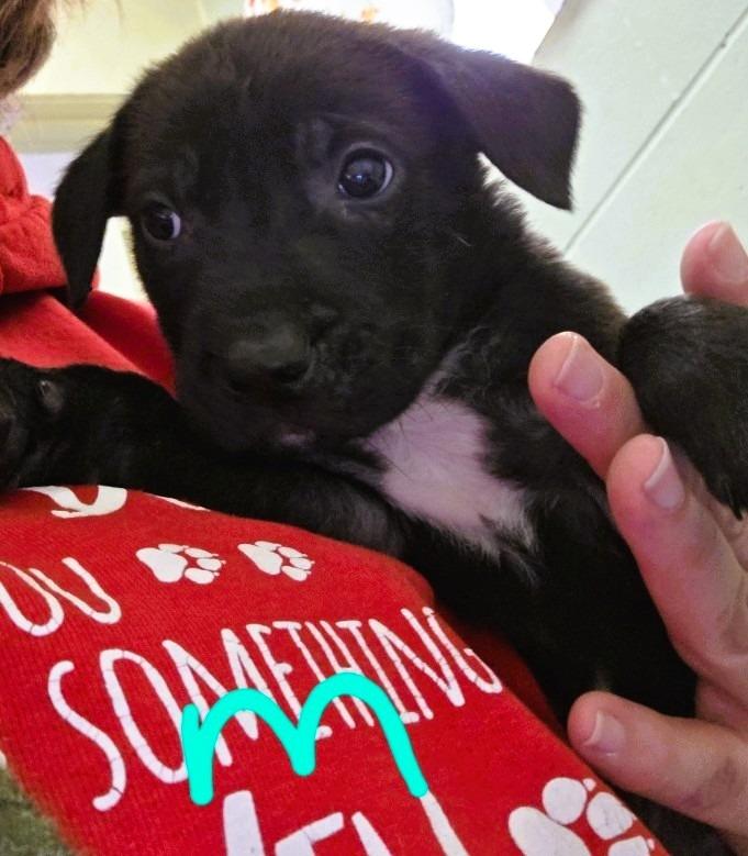 Enlarge Stanley, a Adoptable mixed breed in Crandon, WI image 1/1