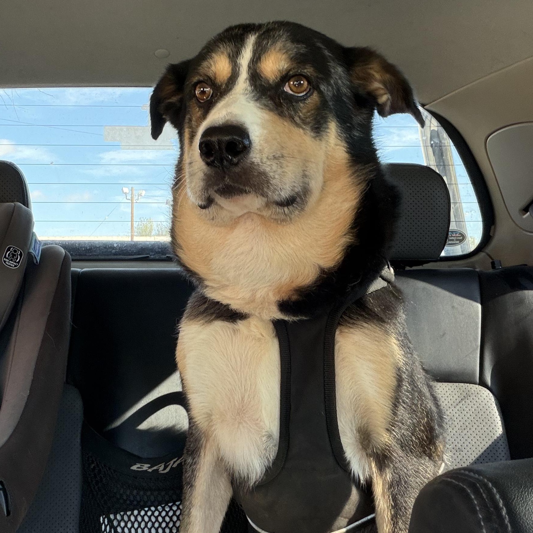 Enlarge Link, a Adoptable mixed breed in Marfa, TX image 5/6