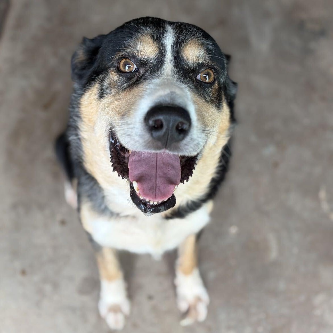 Link, Adoptable, Adult Male Shepherd.