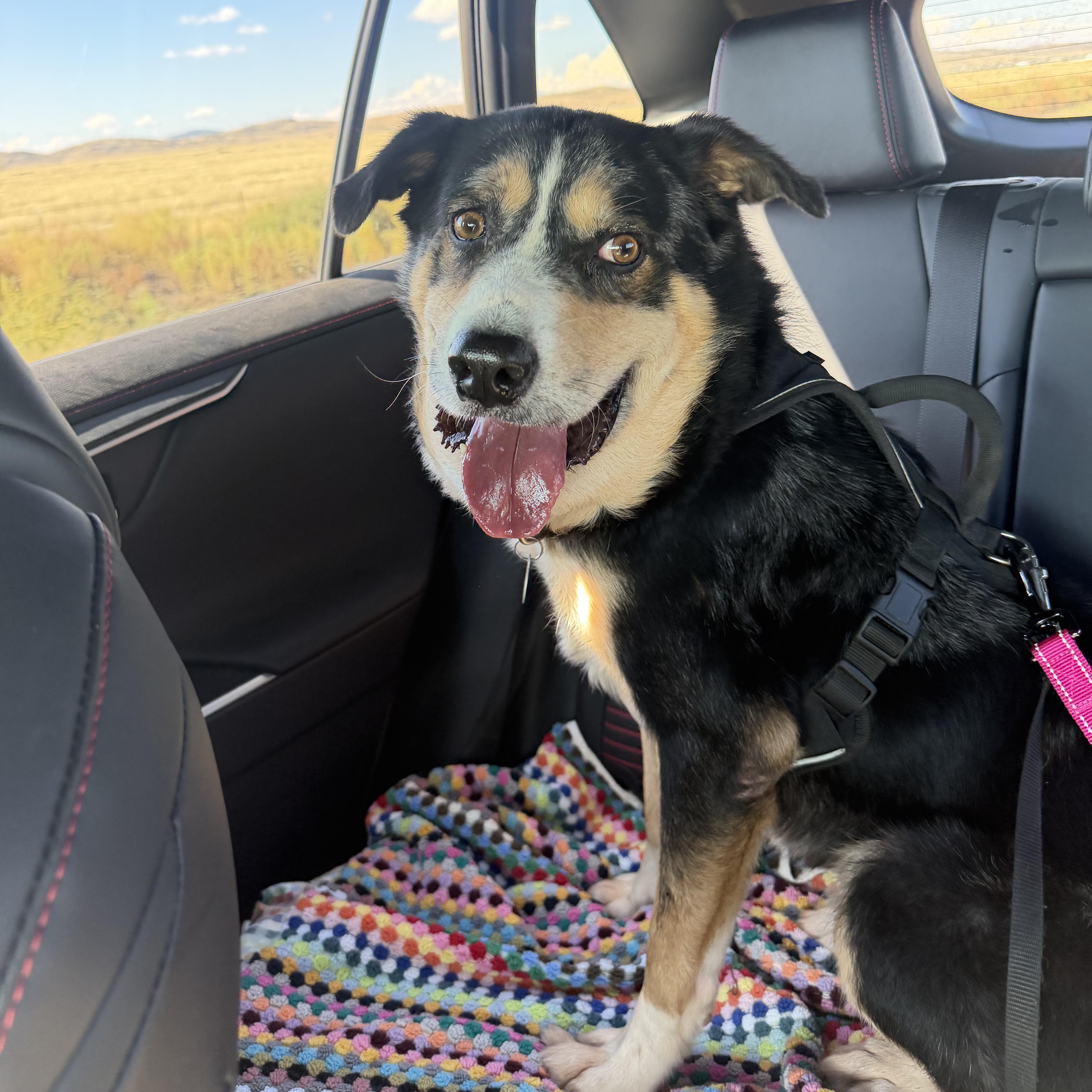 Enlarge Link, a Adoptable mixed breed in Marfa, TX image 4/6