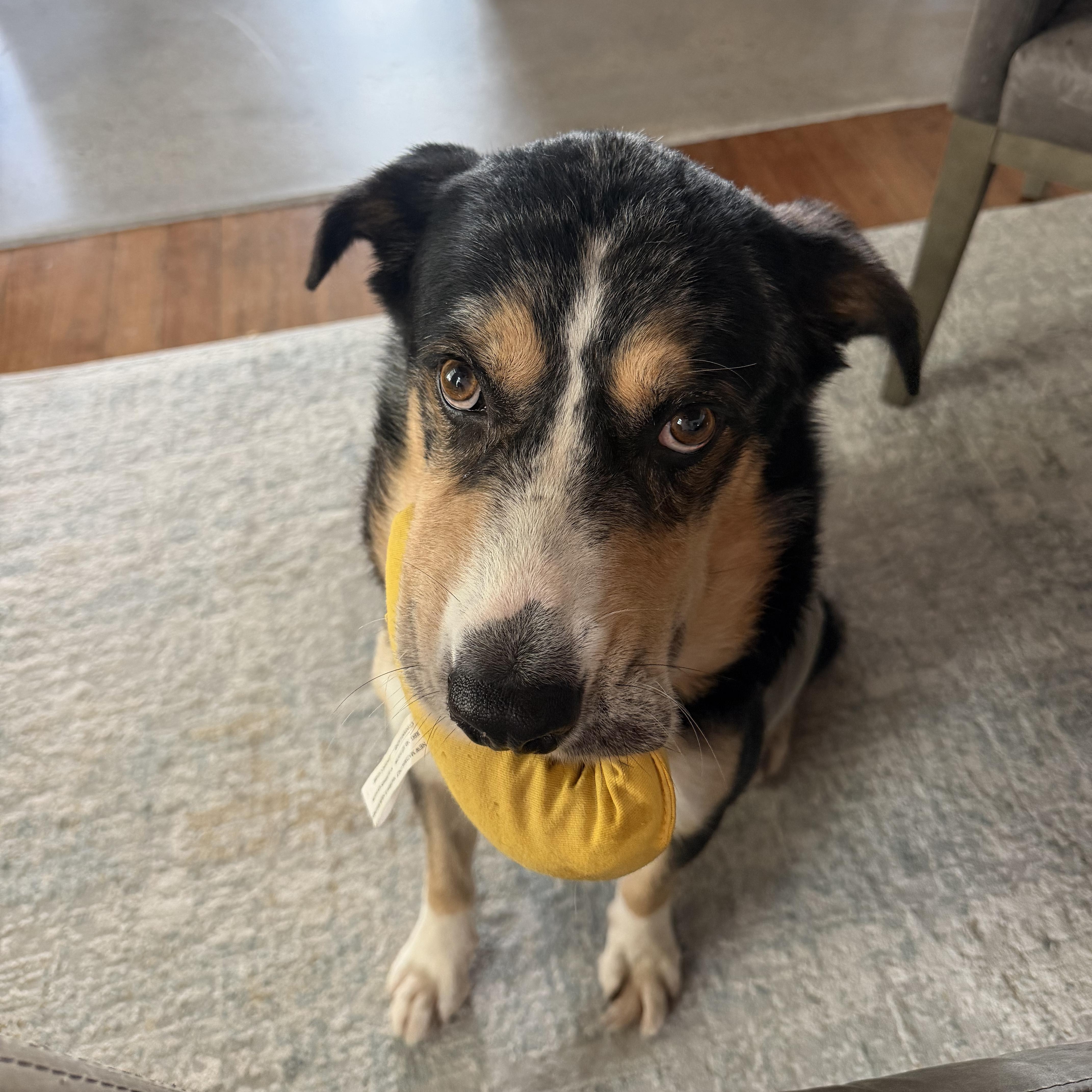 Enlarge Link, a Adoptable mixed breed in Marfa, TX image 2/6