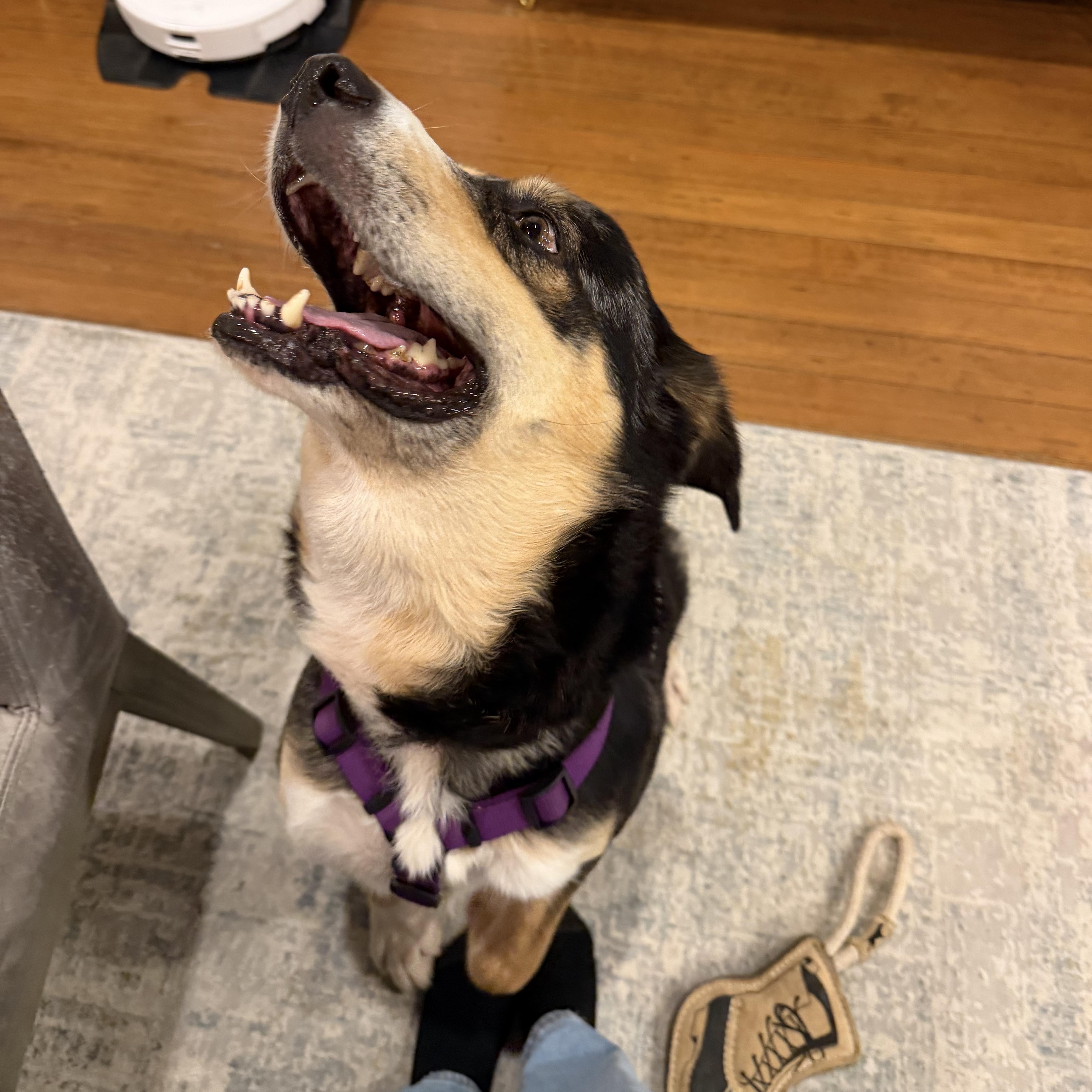 Enlarge Link, a Adoptable mixed breed in Marfa, TX image 6/6