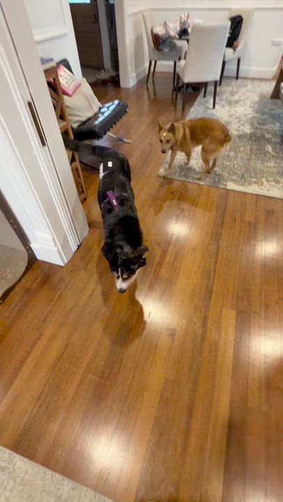 Enlarge Link, a Adoptable mixed breed in Marfa, TX video 3/6