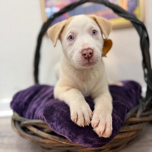 Mr White — thumbnail 2