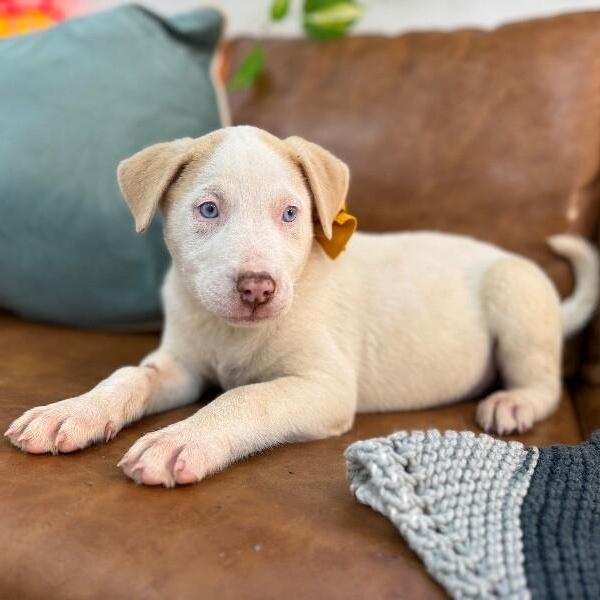 Mr White — thumbnail 3