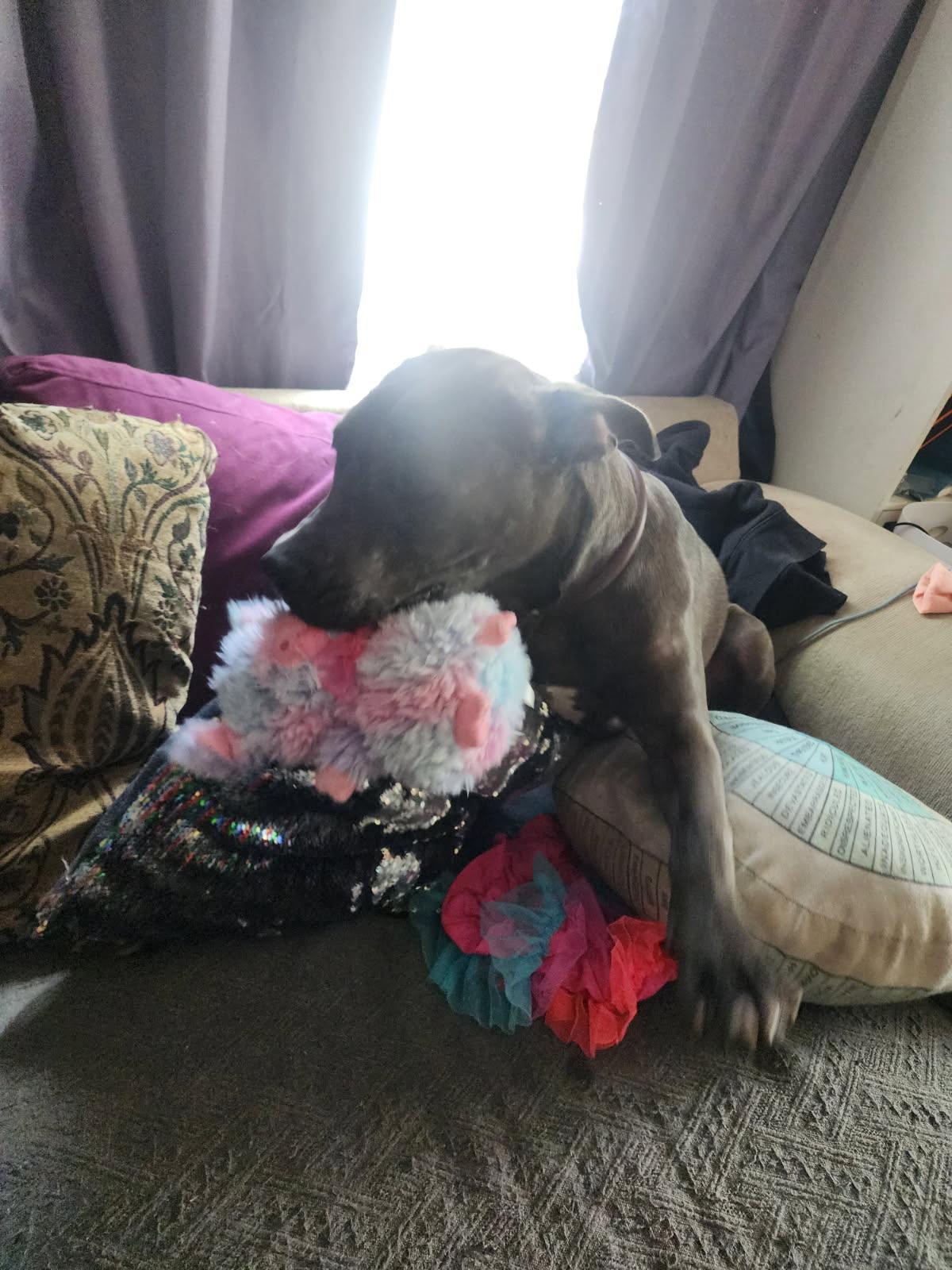 Rocket, an adoptable Pit Bull Terrier in Conifer, CO, 80433 | Photo Image 4